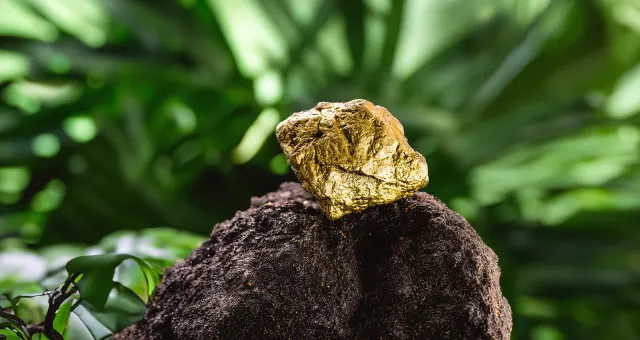 Unknown Facts about Gold Extraction in the Jungle