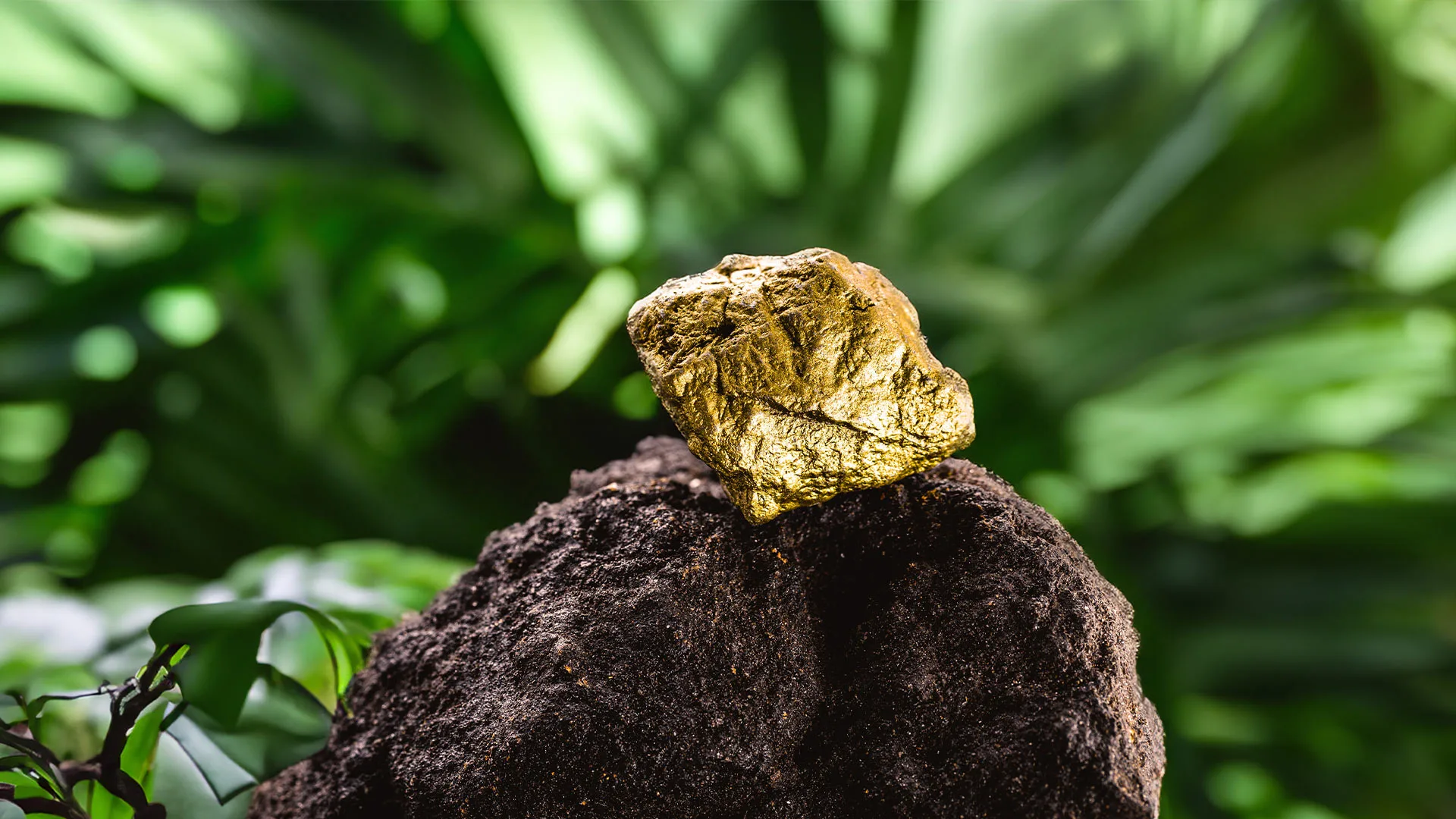 Unknown Facts about Gold Extraction in the Jungle